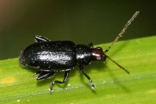 Brown-headed Flea Beetle - Systena hudsonias (Frster)