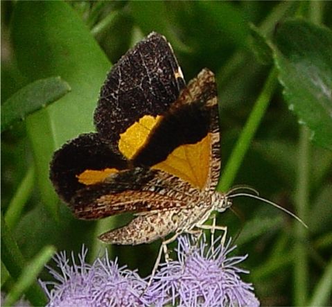 Orange Satyr-Moth - Heterusia atalantata (Guene, [1858])