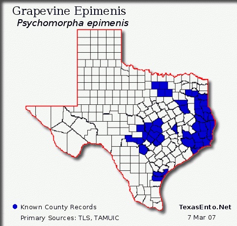 Grapevine Epimenis - Psychomorpha epimenis (Drury)
