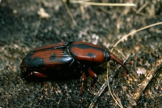 Palmetto Weevil - Rhynchophorus cruentatus (Fabricius 1775)