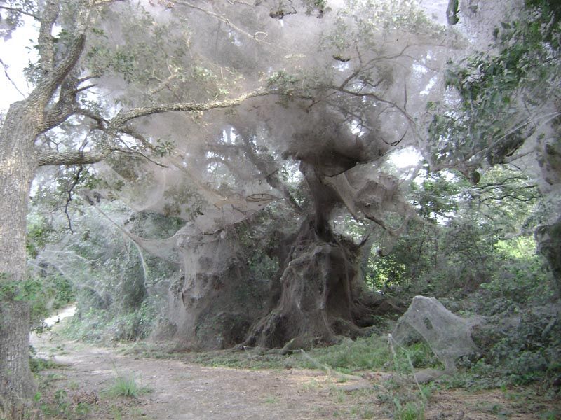 Tawakoni spider web photo