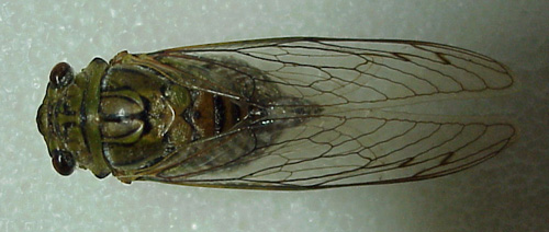 Giant Cicada / Chicharra� Grande - Quesada gigas (Olivier 1790)