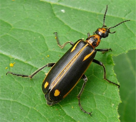 Yellow-crescent Blister Beetle - Pyrota insulata (LeConte 1858)