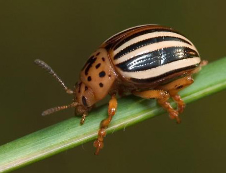 False Potato Beetle - Leptinotarsa juncta (Germar)