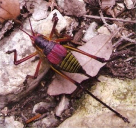 Central Texas Leaf Katydid - Paracyrtophyllus robustus (Caudell 1906)