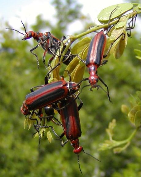 Red-margined Blister Beetle - Pyrota tenuicostatis (Dugs, 1869)
