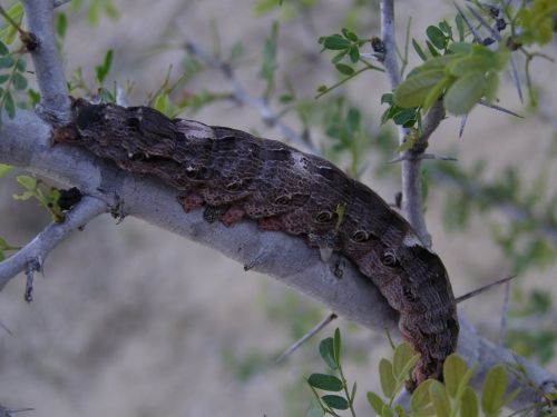 Black Witch Moth - Larva