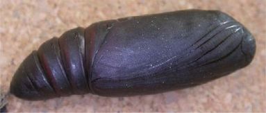 Black Witch Moth - Pupa