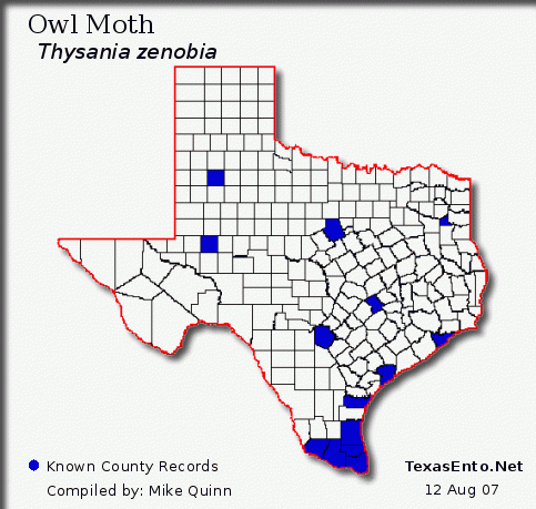 Owl Moth - Thysania zenobia