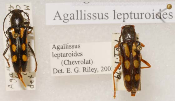 Adorned Texas Palm Bycid - Agallissus lepturoides (Chevrolat)