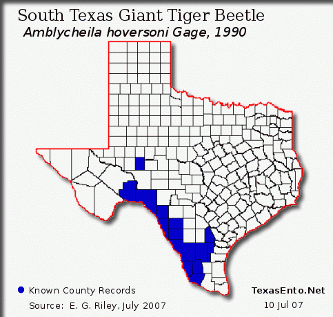 South Texas Giant Tiger Beetle - Amblycheila hoversoni Gage, 1990