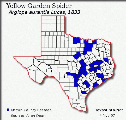 Yellow Garden Spider - Argiope aurantia Lucas, 1833