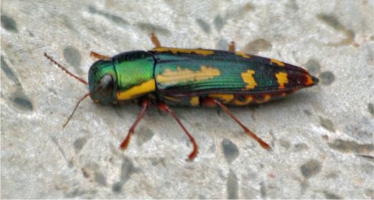 Red-legged Buprestis - Buprestis rufipes Olivier, 1790