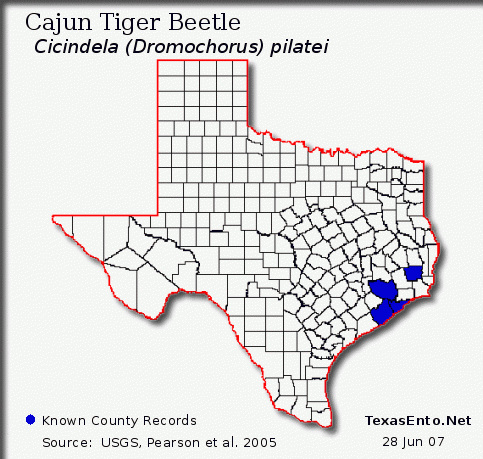 Cajun Tiger Beetle - Cicindela (Dromochorus) pilatei
