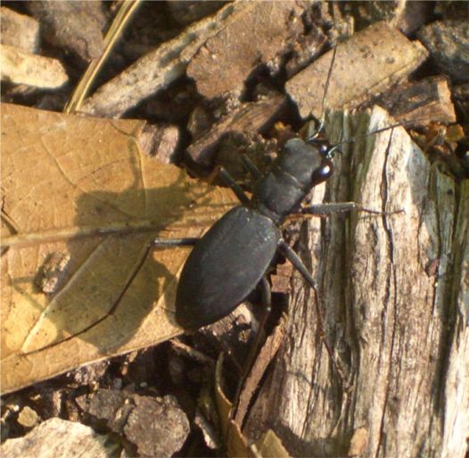 Cajun Tiger Beetle - Cicindela (Dromochorus) pilatei