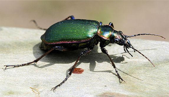 Fiery Searcher - Calosoma scrutator (Fabricius)