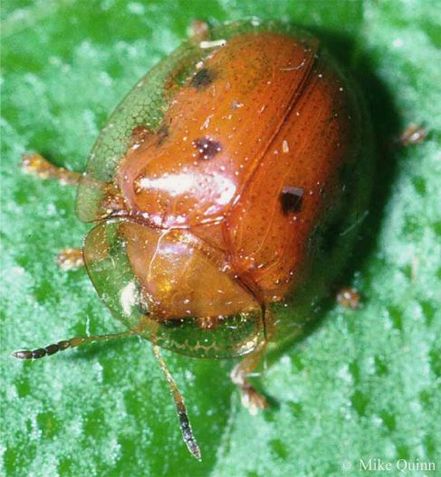 Southern Golden Tortoise Beetle - Charidotella s. sexpunctata (Fabricius)