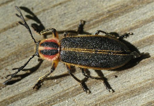 Pilose Checkered Beetle - Chariessa pilosa (Forster)