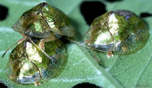 Anacua Tortoise Beetle - Coptocycla texana