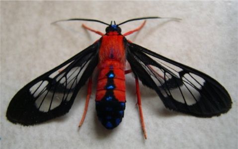 Scarlet-bodied Wasp Moth - Cosmosoma myrodora