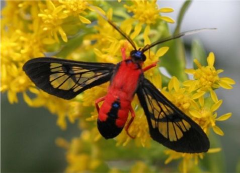 Scarlet-bodied Wasp Moth - Cosmosoma myrodora