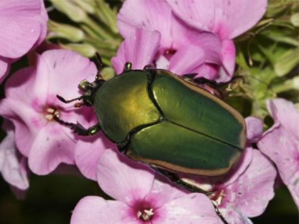 Western Green June Beetle - Cotinis mutabilis
