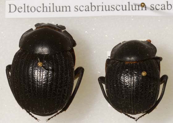Deltochilum scabriusculum scabriusculum Bates 1887
