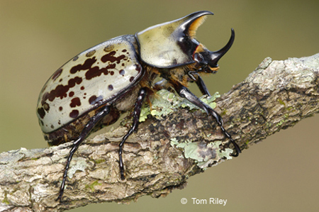 Eastern Hercules Beetle - Dynastes tityus (Linnaeus, 1763)