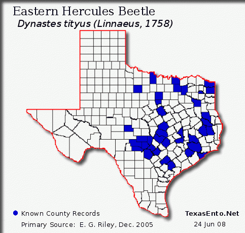 Eastern Hercules Beetle - Dynastes tityus (Linnaeus, 1763)