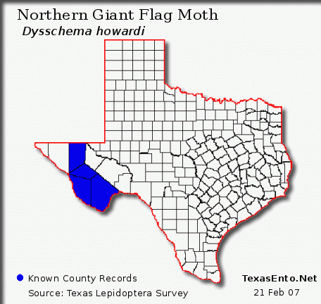 Northern Giant Flag Moth - Dysschema howardi (H. Edwards, [1887])