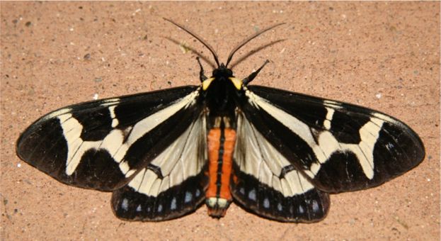 Northern Giant Flag Moth - Dysschema howardi (Hy. Edwards, [1887])