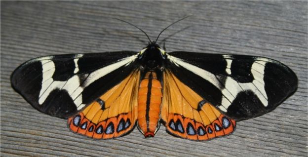 Northern Giant Flag Moth - Dysschema howardi (Hy. Edwards, [1887])