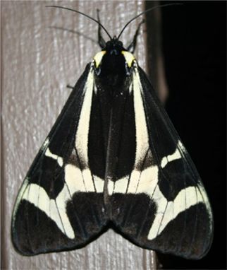 Northern Giant Flag Moth - Dysschema howardi (Hy. Edwards, [1887])