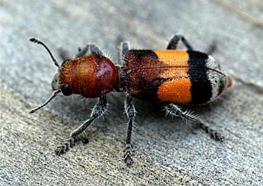 Orange-banded Clerid- Enoclerus ichneumoneus (Fabricius, 1776)