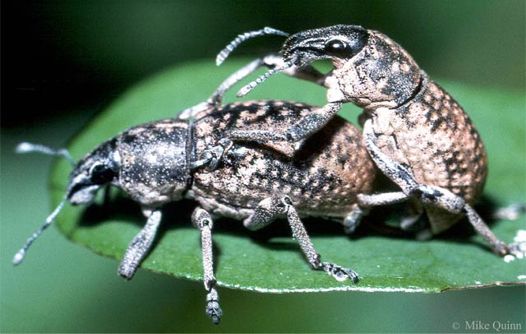 Broad-nosed Weevil - Epicaerus sp.