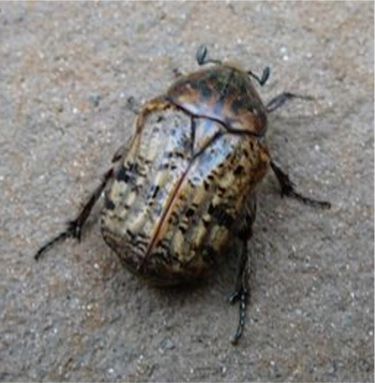 Bumble Flower Scarab - Euphoria inda (Linnaeus)