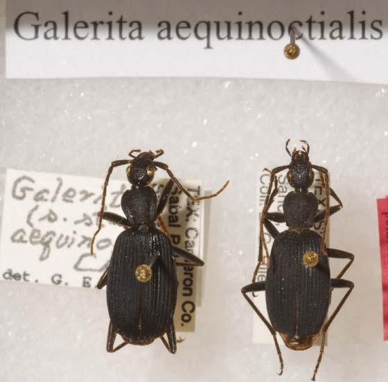 Galerita aequinoctialis Chaudoir 1852