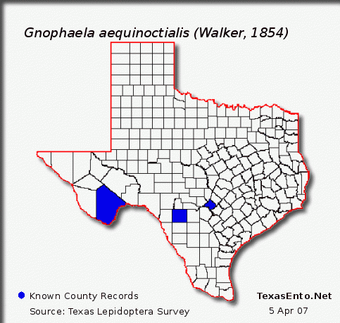 Gnophaela aequinoctialis (Walker, 1854)
