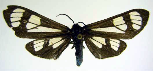 Gnophaela aequinoctialis (Walker, 1854)