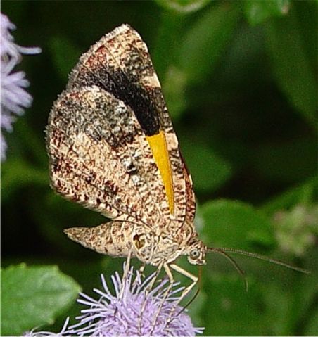 Orange Satyr-Moth - Heterusia atalantata (Guen�e, [1858])