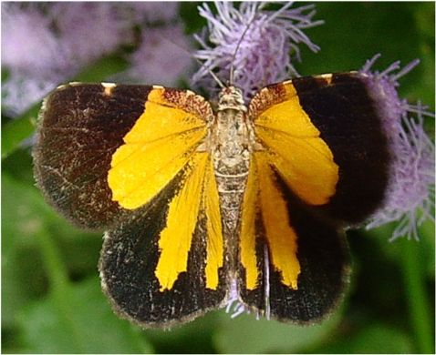 Orange Satyr-Moth - Heterusia atalantata (Guen�e, [1858])