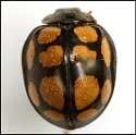 Epilachna mexicana (Gurin-Mneville)