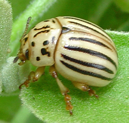 Leptinotarsa texana Schaeffer