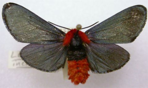 Crimson-bodied Lichen-Moth - Lerina incarnata Walker, 1854