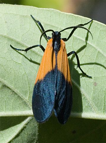 Black-and-yellow Lichen Moth - Lycomorpha pholus