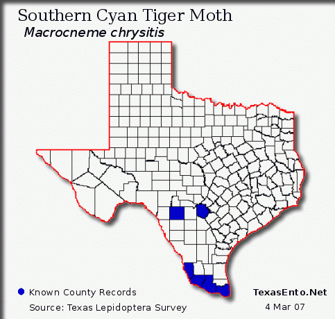 Southern Cyan Tiger Moth - Macrocneme chrysitis