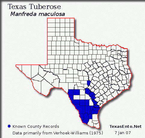 Texas Tuberose - Manfreda maculosa