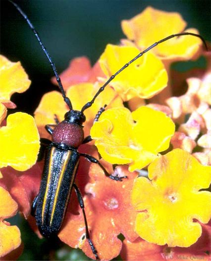 Mannophorus laetus LeConte, 1854