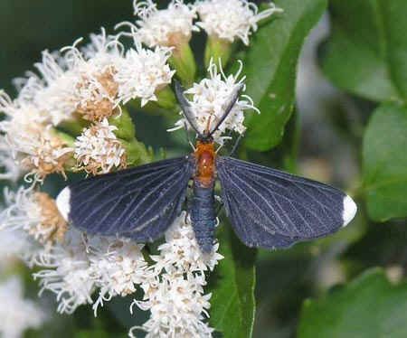 White-tipped Black - Melanchroia chephise (Stoll, 1782)