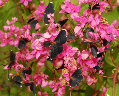 White-tipped Black - Melanchroia chephise (Stoll, 1782)